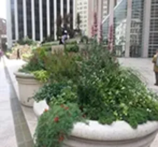 Plants in a planter