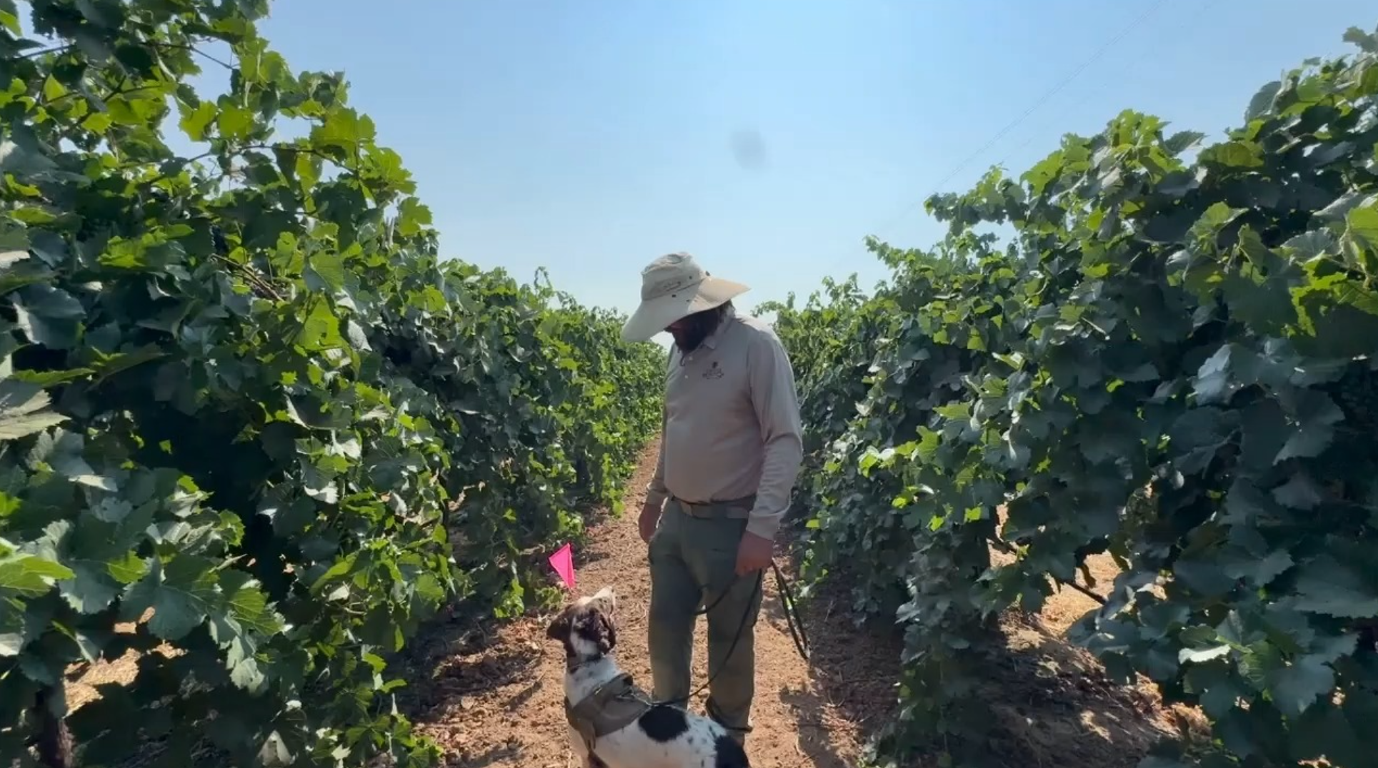 Picture of a man and dog standing in a row of vineyards
